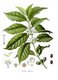 Yemen / Ethiopia: <i>Coffea arabica</i> - the coffee plant - from Köhler's Medizinal Pflanzen, 1887