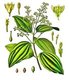 Sri Lanka: <i>Cinnamomum verum</i> - Cinnamon - from Köhler's Medizinal Pflanzen, 1887